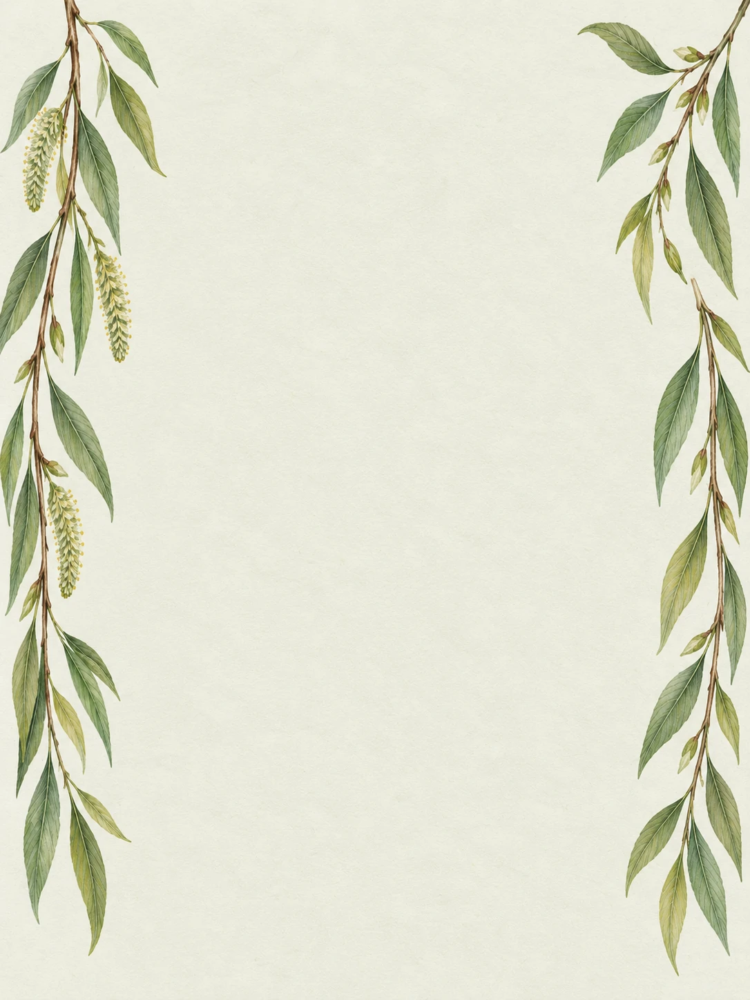 Delicate willow branches with long green leaves and pale catkins hang over sage paper.
